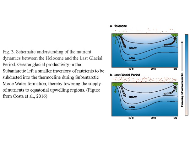 Fig. 3. Schematic understanding of the nutrient dynamics between the Holocene and the Last Glacial Period.