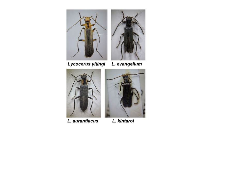 Discovery of New Species of Soldier Beetles in Taiwan